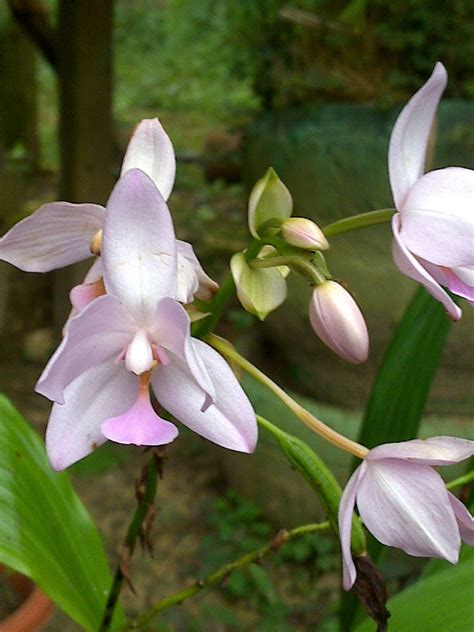 Orkid Liar Bunga Orkid Liar Orkid Tanah