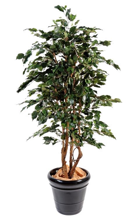 Décryptage des tendances, conseils et guides d'achat pour relooker votre intérieur. Arbre artificiel Ficus Exotica - plante d'intérieur - H ...