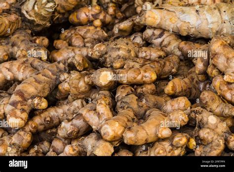 Close Up Fresh Turmeric Root Yellow Root Zedoary Curcuma Longa Linn