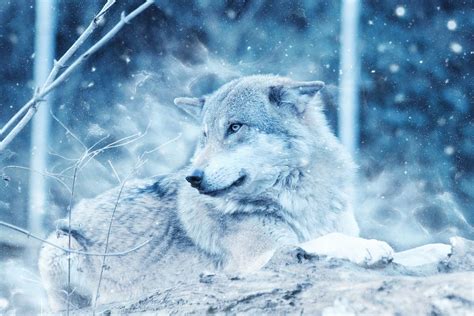 Wolf Animal Snow · Free Photo On Pixabay