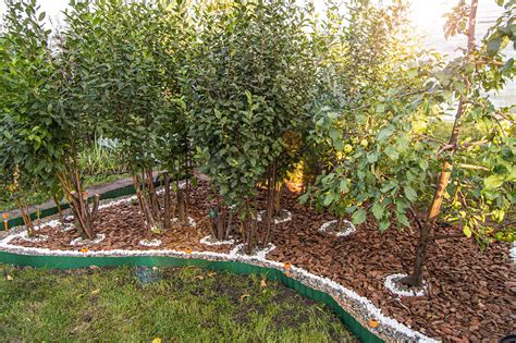 how to diy a beautiful fruit garden in your backyard lyngso garden materials