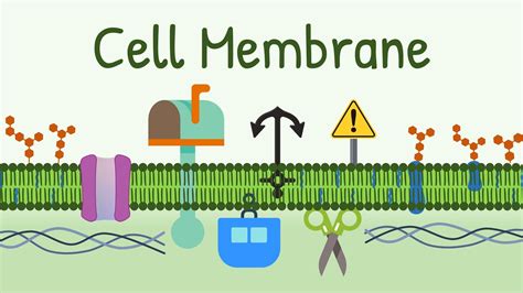 Cell Membrane Structure And Functions