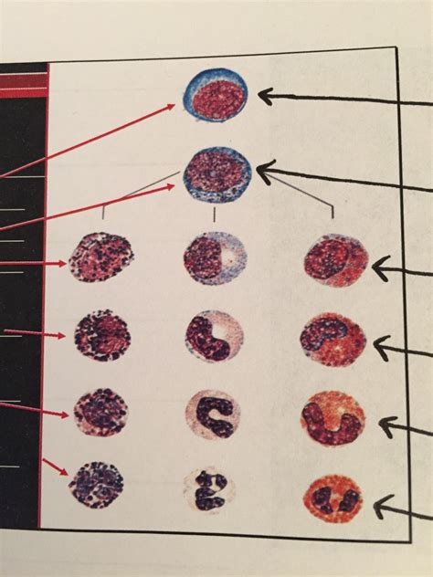 Granulocyte Maturation Diagram Quizlet
