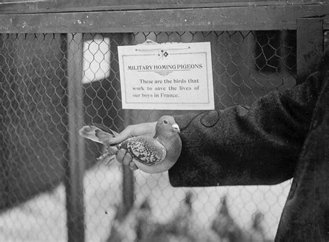 36 Historical Photos of Animals in World War I | Vintage News Daily