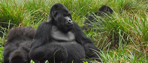 Uganda, twice the size of pennsylvania, is in east africa. Uganda Safari and Gorilla Tracking - Wilderness Inquiry