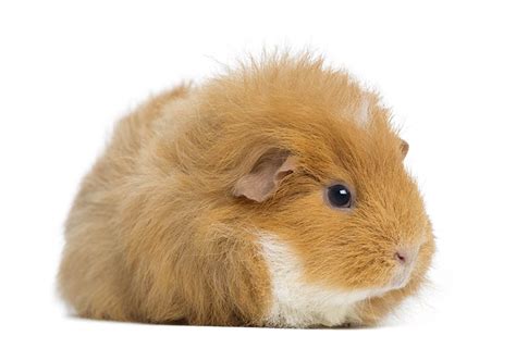 7 Rare Guinea Pig Breeds With Pictures Pet Keen