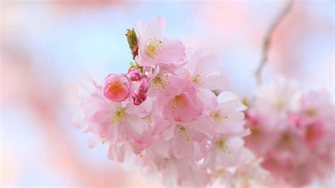 Wallpaper Food Branch Fruit Cherry Blossom Pink Spring Flower