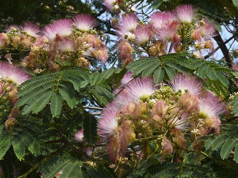Mimosa Tree For Sale Online The Tree Center