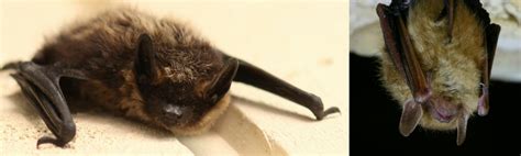 Going Batty Discover 5 Canadian Bats Nature Canada