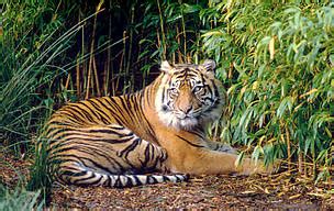 Lukisan naga dan harimau cikimm com. 800+ Gambar Harimau Dan Naga - Infobaru
