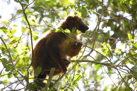 Female Brown Lemur 2 By Jindarabborr On Deviantart