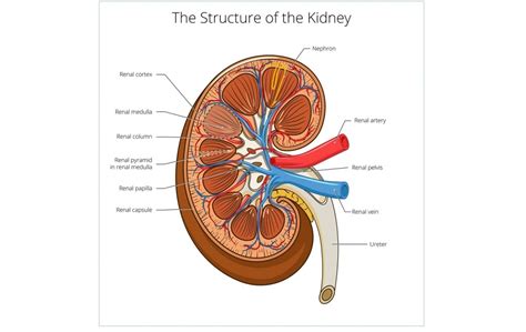 Lungs do not have muscles to pump air in and out, though. How to Prevent and Treat Kidney Problems With Food