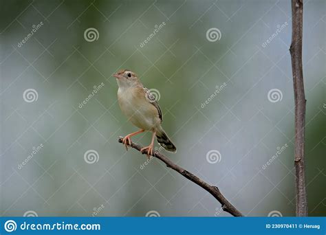 A Brown Chirping Bird Is Perched On A Tree Branch Stock Image Image