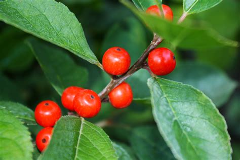 Winterberry A Savory Treat With Medicinal Properties Garden Inspire