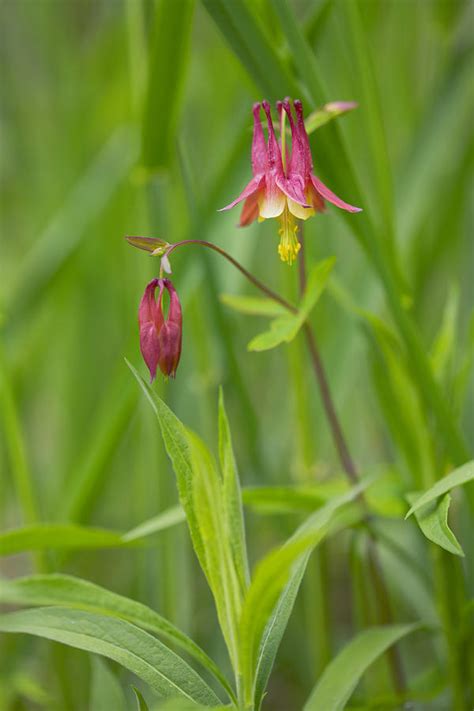 Columbine Photograph By Nancy Dunivin Pixels