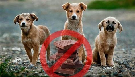 If the situation is more severe. How Much Chocolate Can Kill A Dog - Extra Vegetables