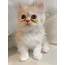 Beautiful Healthy Male Persian Kitten Available  Petclassifiedscom