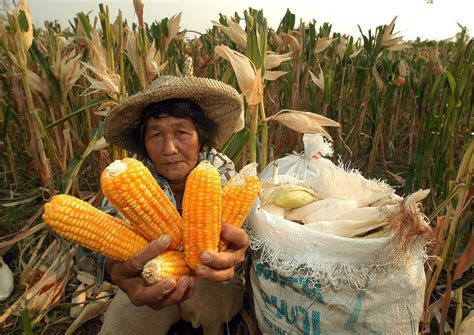 Gmo Farming Grows To Record 457 Million Acres In 26 Countries Worldwide