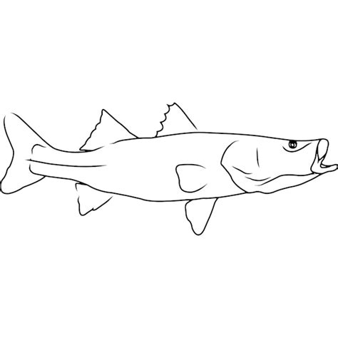 Premium Vector Snook Hand Sketched Hand Drawn Vector Clipart