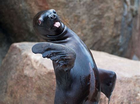 These 25 Hilarious Animal Making Silly Faces Will Make You Chuckle