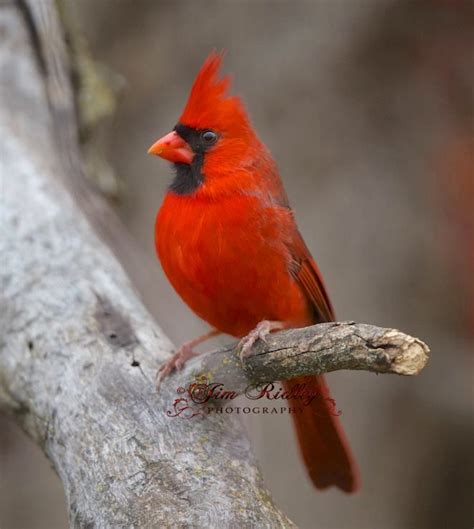 Male Cardinal Pet Birds Beautiful Birds Bird Pictures