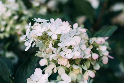 Closeup Photo Of White Hydrangea Flowers · Free Stock Photo