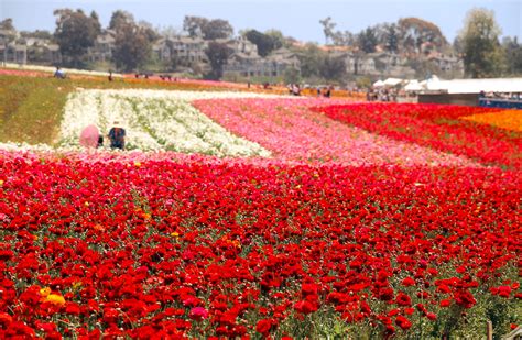 The 15 Most Beautiful Flower Fields And Orchards In California Roads