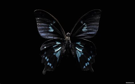 Strange Awesome Dark Butterfly