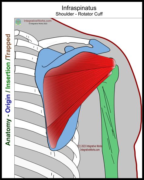 Self Care Pain In Shoulder Joint Or Inside Shoulder Blade