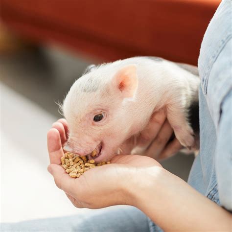 Financial performance, profits, losses, animal condition, health or performance cannot be predicted or guaranteed by pmi nutrition international llc. Mazuri Mini Pig Youth Food, 25-lb bag - Chewy.com