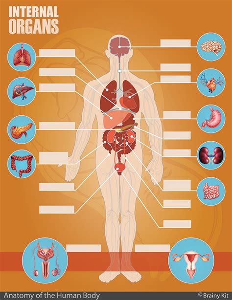 Body Parts Diagram For Children Body Parts Picture Word Cards