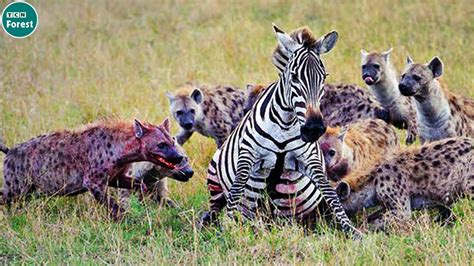 7 Brutal Moments Hyenas Attack And Eat Their Prey Alive Wild Animals