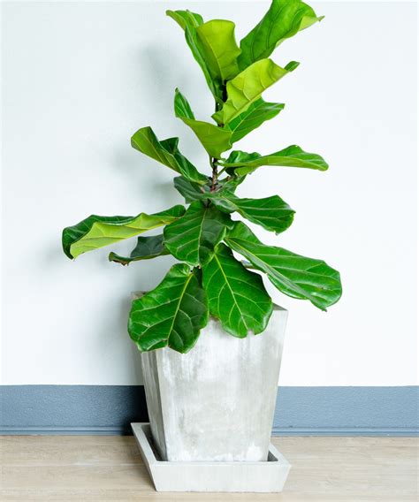 Fiddle Leaf Fig Care Pruning Propagation And Watering New Idea Magazine