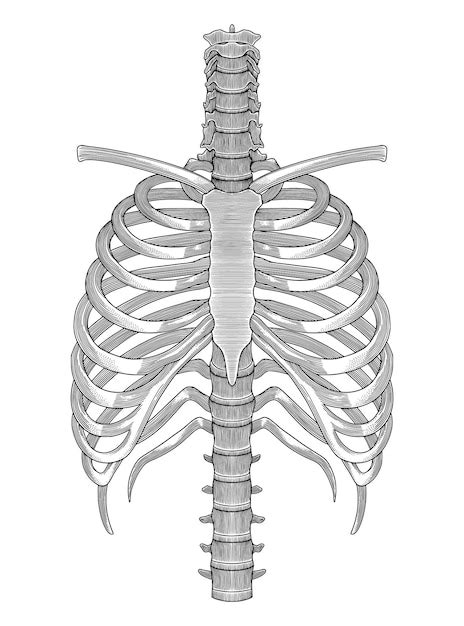 Premium Vector Human Rib Cage Hand Drawing Vintage Engraving Style Illustration