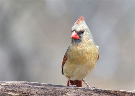 Blue Jays Cardinals Robins Flickr