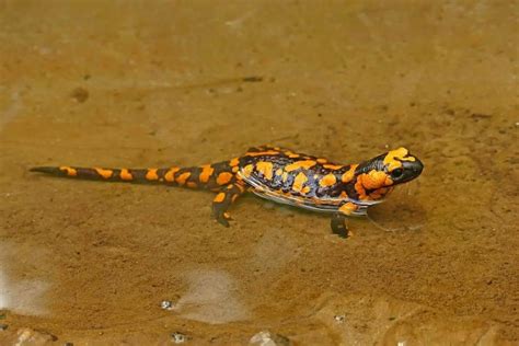 Types Of Salamanders In North America The Critter Hideout