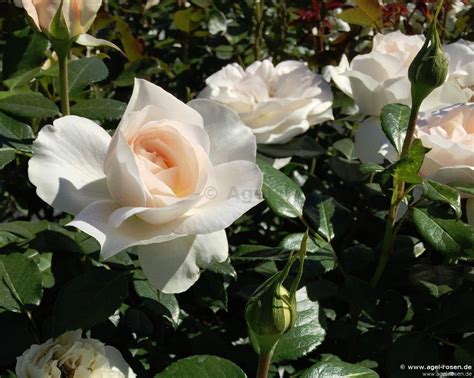 Buy Royal Diva Plantnrelax ® Floribunda Rose Agel Rosen