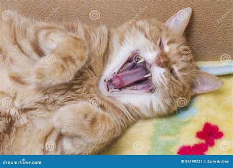 Yawning Cat Close Up Stock Image Image Of Kitty Fluffy 96199221