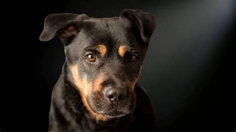 Rottweiler Lab Mix Size Guide For Dog Lovers The Rottweiler Expert Site