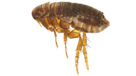 Flea Bites Symptoms And Treatments