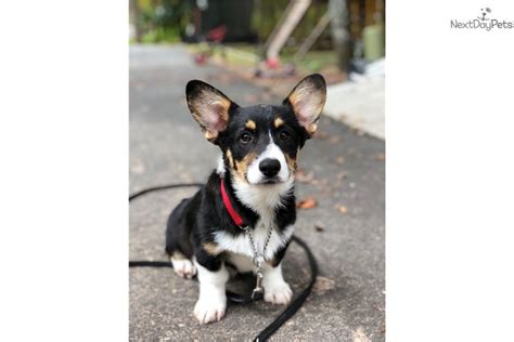 Bold from birth, corgi puppies love to wrestle with their puppy pals and yearn for affection and guidance from their owners. Bradley: Welsh Corgi, Pembroke puppy for sale near Raleigh / Durham / CH, North Carolina ...
