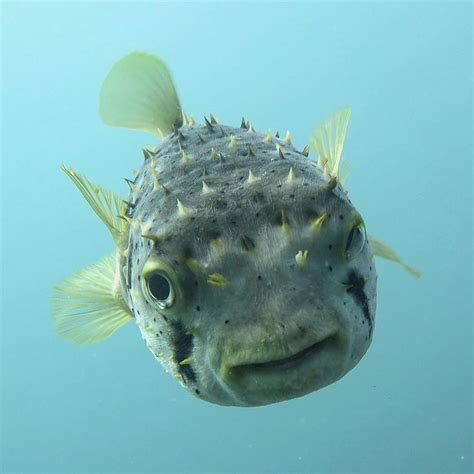 Pin On Puffer Fish