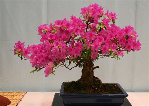 Bonsai bark by wayne schoech. From the Sumi Bonsai Show in Vancouver BC. | Bonsai tree ...