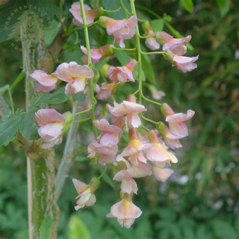 Laburnocytis Adamii Tree Buy Adams Laburnum Or Golden Rain Tree