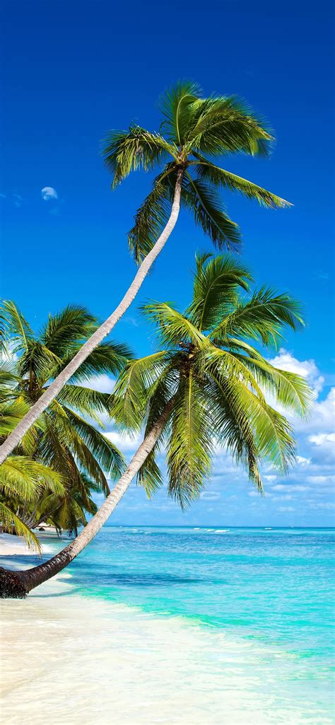 Beautiful Beach Palm Trees Sea Blue Sky Clouds