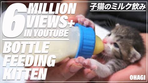 Anyone can learn to bottle feed, but there are some tips you'll want to have in order to do so. 子猫のミルク飲み - Bottle Feeding Kitten - - YouTube