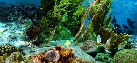 Underwater Wikipedia