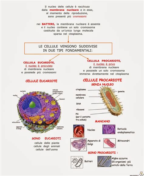 Paradiso Delle Mappe Le Cellule Eucariote E Procariote Human Body Activities Study Methods