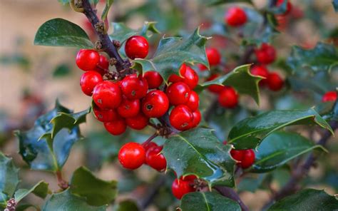 Holly Tree The Good Earth Garden Center