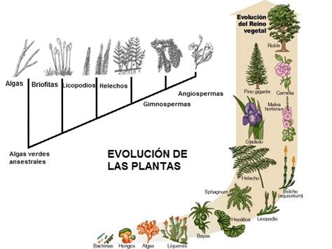 Evolución De Las Plantas Felicidad Entre Flores
